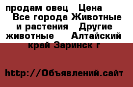  продам овец › Цена ­ 100 - Все города Животные и растения » Другие животные   . Алтайский край,Заринск г.